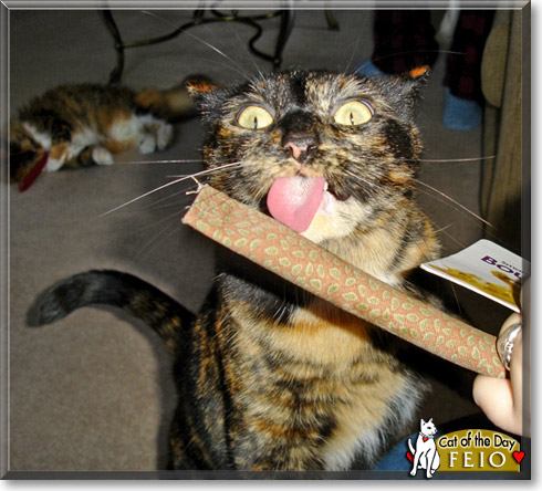 Feio, the Cat of the Day