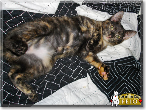 Feio, the Cat of the Day