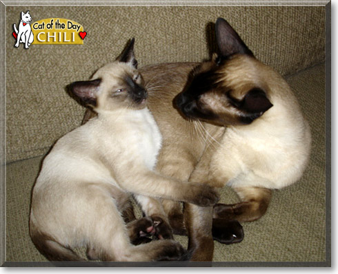 Chili, the Cat of the Day