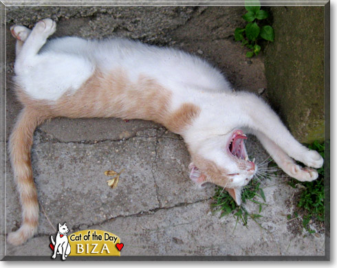 Biza, the Cat of the Day