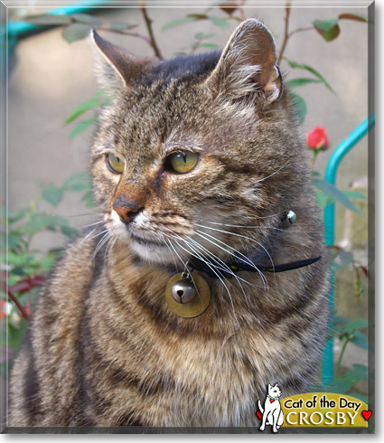 Crosby, the Cat of the Day