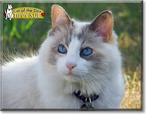 Tippy Sue, the Cat of the Day