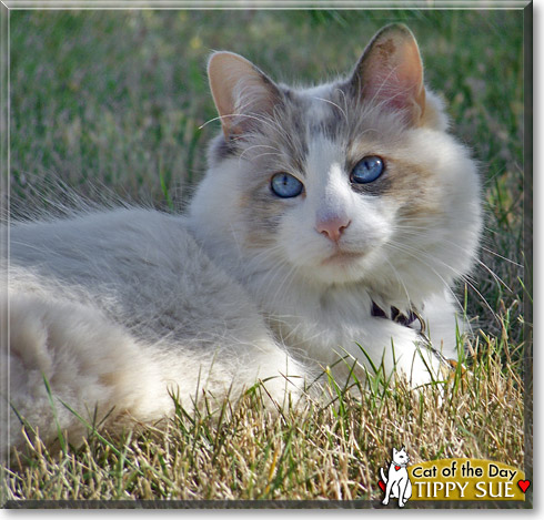 Tippy Sue, the Cat of the Day