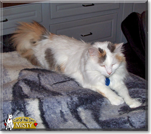 Misty, the Cat of the Day