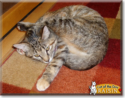Raisin, the Cat of the Day