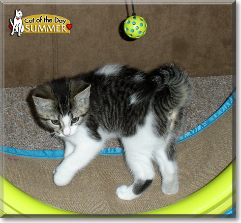 Summer, the Cat of the Day