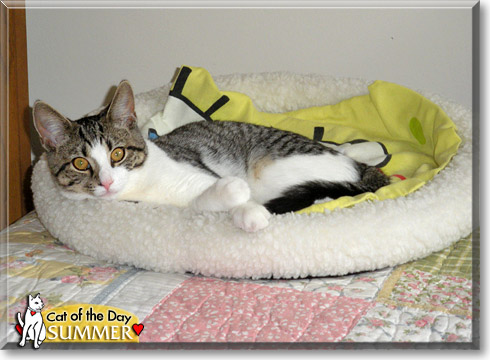Summer, the Cat of the Day