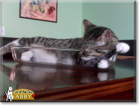Abby, the Cat of the Day