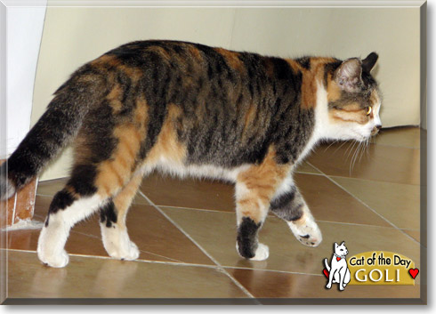 Goli, the Cat of the Day