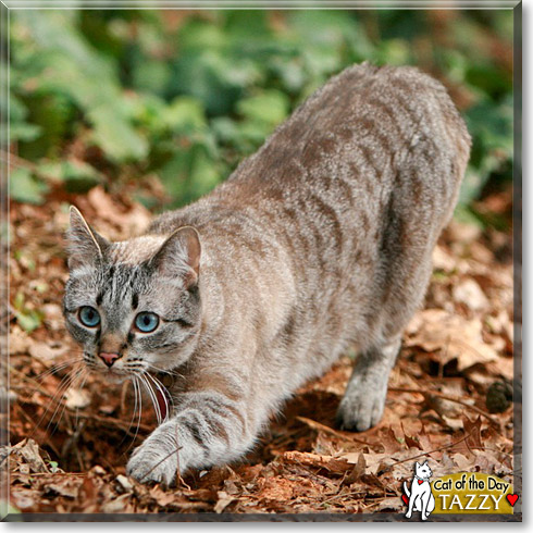 Tazzy, the Cat of the Day