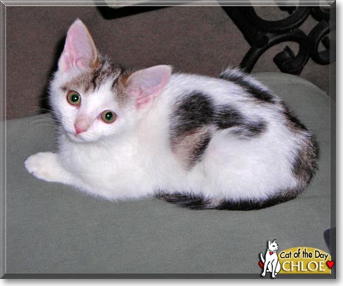 Chloe, the Cat of the Day