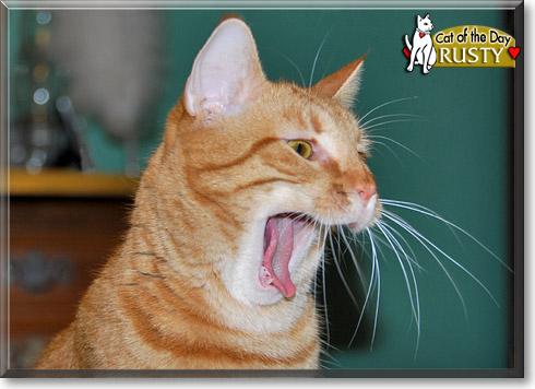 Rusty, the Cat of the Day