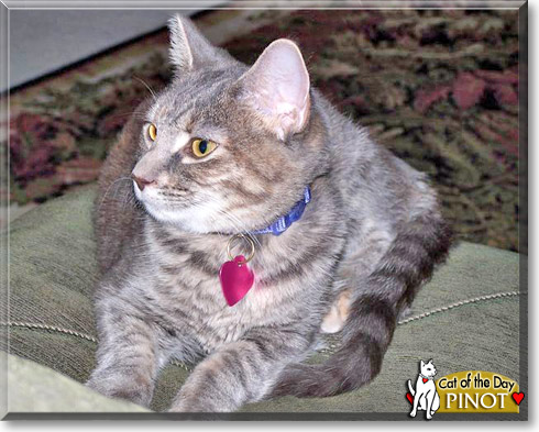 Pinot, the Cat of the Day