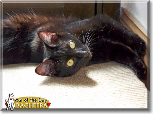 Bagheera, the Cat of the Day