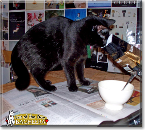 Bagheera, the Cat of the Day