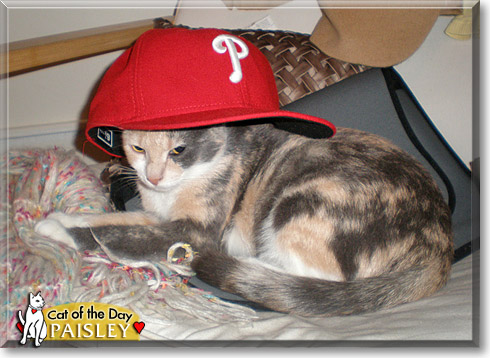 Paisley, the Cat of the Day Paisley, the Cat of the Day