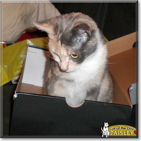 Paisley, the Cat of the Day Paisley, the Cat of the Day