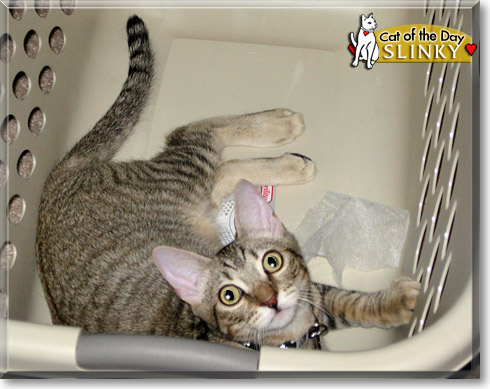 Slinky, the Cat of the Day