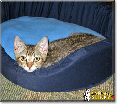 Slinky, the Cat of the Day