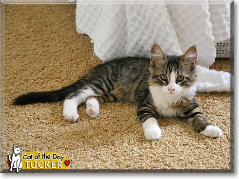 Tucker, the Cat of the Day