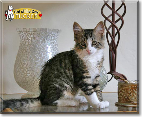 Tucker, the Cat of the Day