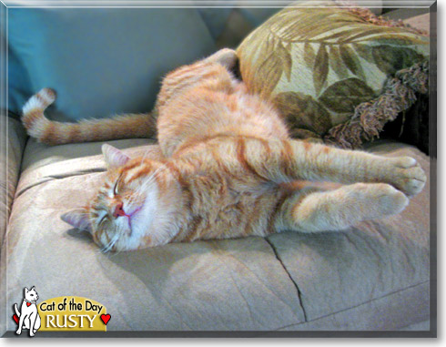 Rusty, the Cat of the Day