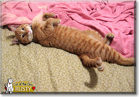 Rusty, the Cat of the Day Rusty, the Cat of the Day