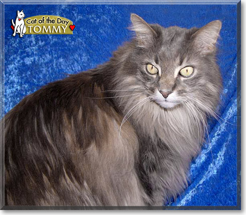 Tommy, the Cat of the Day