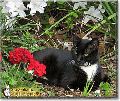Squeaker, the Cat of the Day