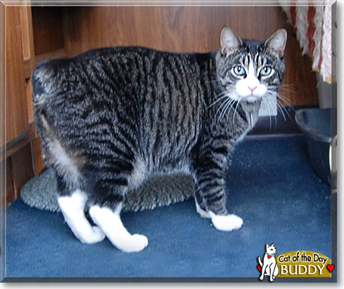 Buddy, the Cat of the Day