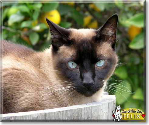 Felix, the Cat of the Day