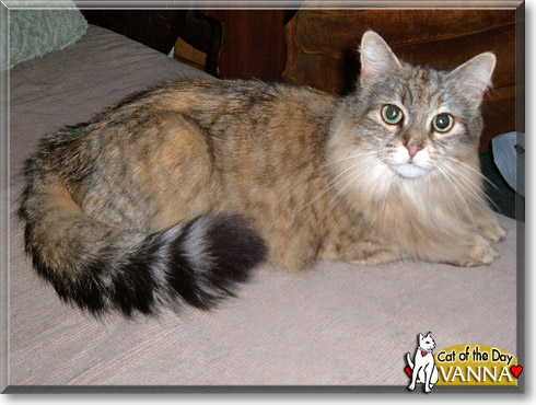 Vanna, the Cat of the Day