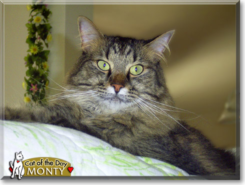 Monty, the Cat of the Day