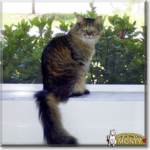 Monty, the Cat of the Day