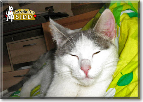 Sidd, the Cat of the Day