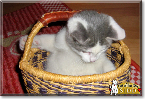 Sidd, the Cat of the Day