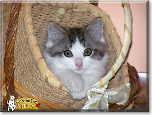 Stuey, the Cat of the Day
