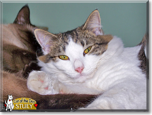 Stuey, the Cat of the Day