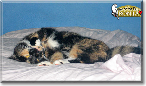 Ronja, the Cat of the Day