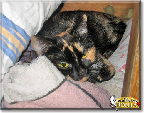Ronja, the Cat of the Day