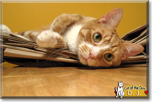 D.J., the Cat of the Day