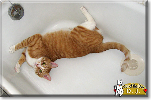 D.J., the Cat of the Day