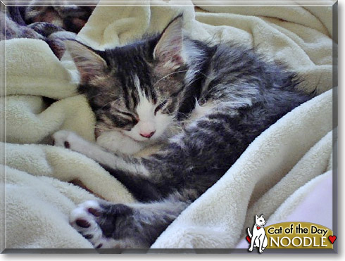 Noodle, the Cat of the Day