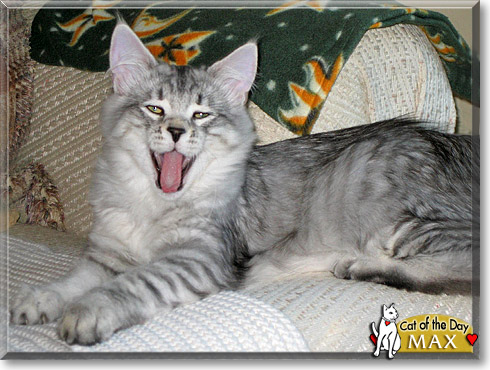 Max, the Cat of the Day