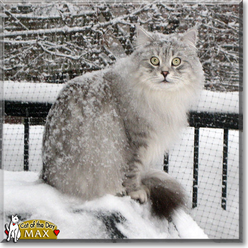 Max, the Cat of the Day