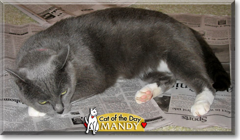Mandy, the Cat of the Day