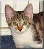 Nermal