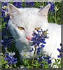 Jasmine