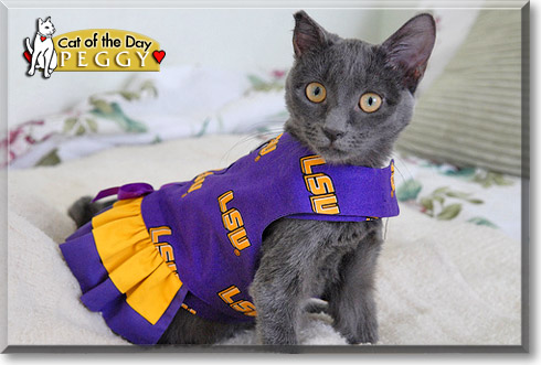 Peggy, the Cat of the Day