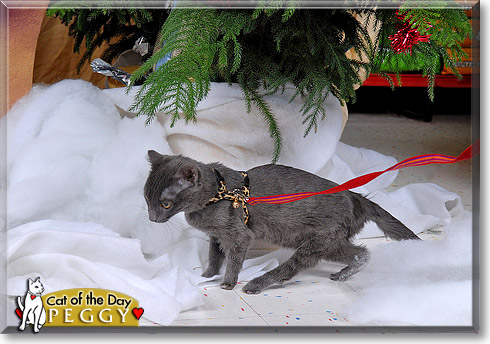 Peggy, the Cat of the Day